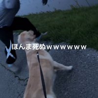 お散歩中のベイリーちゃんとパパ9