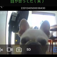 見つめる犬2