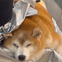 気持ち良さそうにウトウト♪