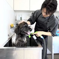 シャンプーで優しく洗われる大型犬