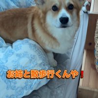「今日は一緒にお散歩だよ！！」