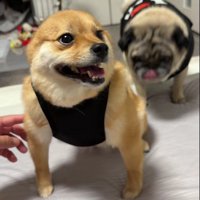 武士のような逞しさ
