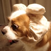 目をそらさない犬