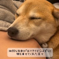 女性のお腹に顔を乗せる茶色い犬