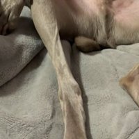 ソファに座る犬