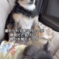 背もたれに寄りかかって座る犬