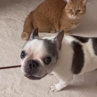 飼い主と猫の間に立つ犬