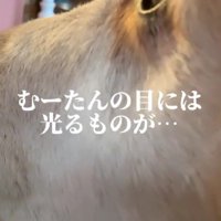 人形を見つめるむーたん