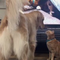 2匹はとっても仲良し♡