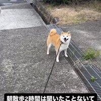 散歩中に立ち止まる柴犬
