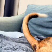 勢いよく振られている中型犬の尻尾