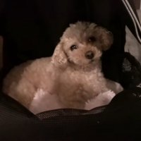 リュックに入るモコちゃん