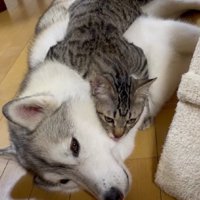 ユキちゃんは虚無顔に…！