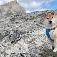 頂上付近の岩に座るオスの犬