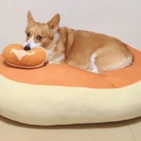 北海道にまみれるわんこ