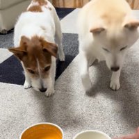 「ヨシ」と言った時の銀くんとエマちゃん7