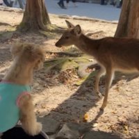子犬のような