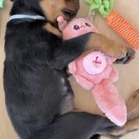 おもちゃを抱えて眠る犬