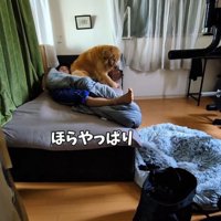 お兄ちゃんの部屋から出てこない蘭ちゃん4