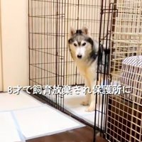 ケージの中から顔を出す犬