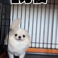 1分後のわんこ