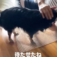 なでられる黒い犬1