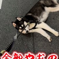 完全に寝転んでストライキ中の犬