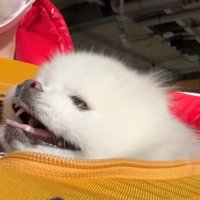 ペットキャリーの中に入って、飼い主と一緒にホームで新幹線を待つ犬