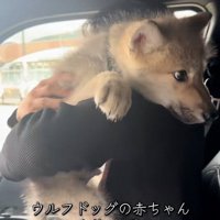 ウルフドッグのフューリーくん