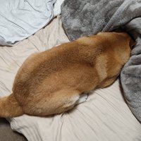 お散歩