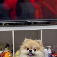 テレビの前で舌をピロピロ♪