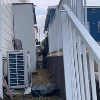 駆け寄ってくる犬たち