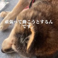 横になる犬の後頭部