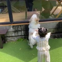 男性に向かって飛び跳ねる犬と、男性に向かって歩いて行く女の子