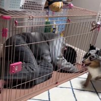 また寝てしまったパパ