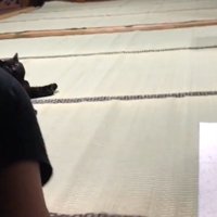 パパさんが近づくと…