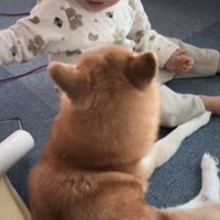 娘さんにコロコロしてもらうクウちゃん2