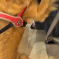 まるちゃんとママさんの再会6