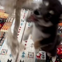 ジャンプするきびくん