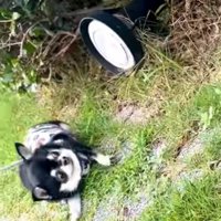 大きなライトを見て尻もちをつく小さな犬