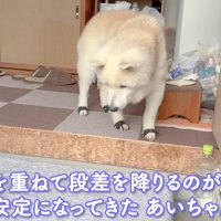 玄関の段差を見つめる老犬