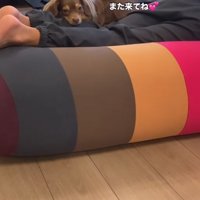 遊び疲れて眠たそうな小型犬