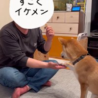 お手をする柴犬
