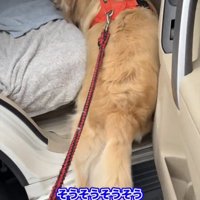 車内に体を入れる犬