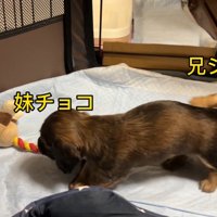 おもちゃを取られていじけるジャンボくん4