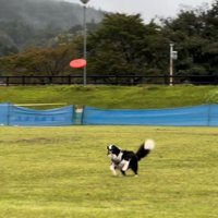 全力でフリスビーを見つめる犬