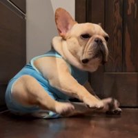 体勢を立て直す犬
