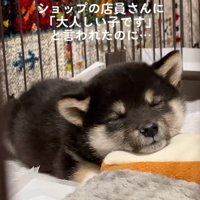 目をつぶるきびくん