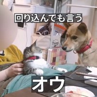 猫を見つめながら小さく声をあげる犬
