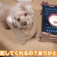 ママが心配な虎太郎くん